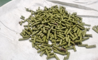 鋸末顆粒一噸能賺多少？顆粒機(jī)廠家給你算了一筆賬